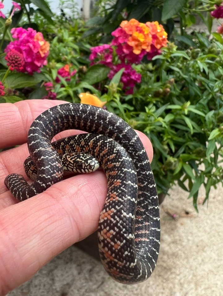 Brook's Kingsnake